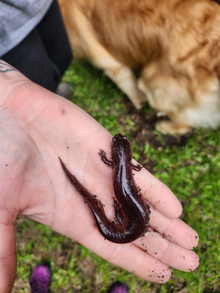 Mud Salamander from Scarlet Oak Cir, Bunnlevel, NC, US on May 15, 2024 ...