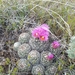 New Mexico Spinystar - Photo (c) Liz Aicher, all rights reserved, uploaded by Liz Aicher