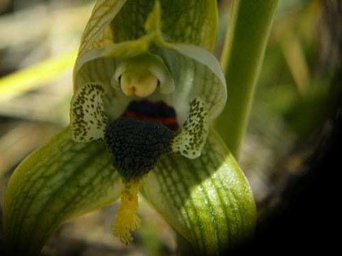 Chloraea apinnula