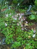 Longtube Twinflower - Photo (c) Kailey Clarno Guerrant, all rights reserved, uploaded by Kailey Clarno Guerrant
