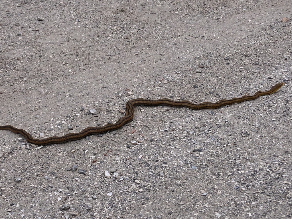 Eastern Ratsnake from North Port, FL, US on May 4, 2024 at 04:35 PM by ...