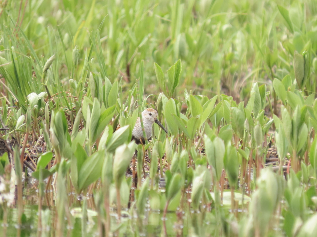 Dunlin from Kitwanga, BC V0J 2A0, Canada on May 18, 2024 at 08:26 PM by ...