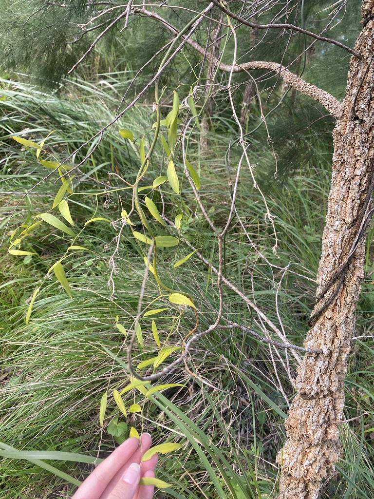 Wombat berry from philp mountain rd running creek qld au on may 21