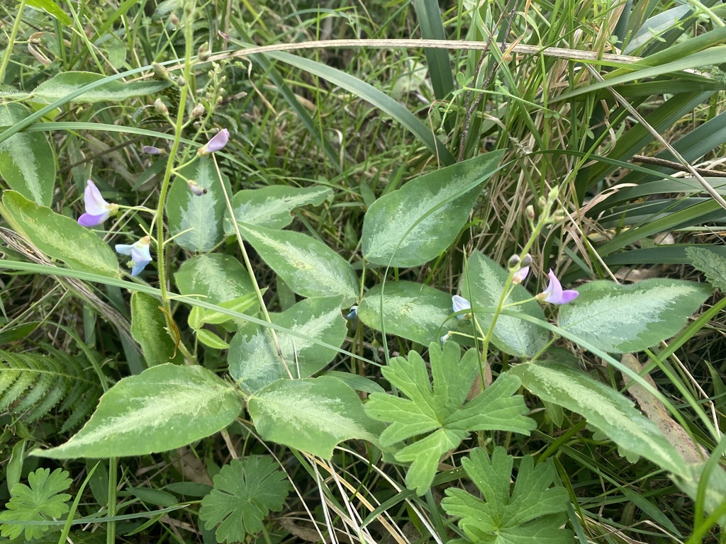 Silverleaf desmodium from philp mountain rd running creek qld au on