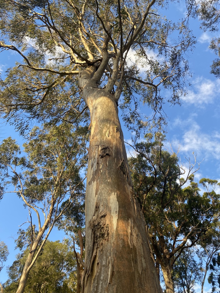 Forest red gum from running creek qld au on may 21 2024 at 04 26 pm