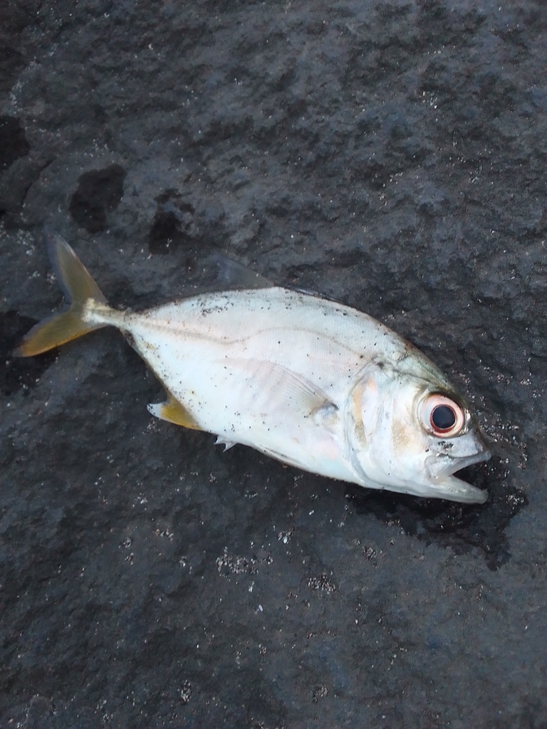 Big-eye Trevally
