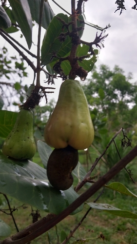 cashew