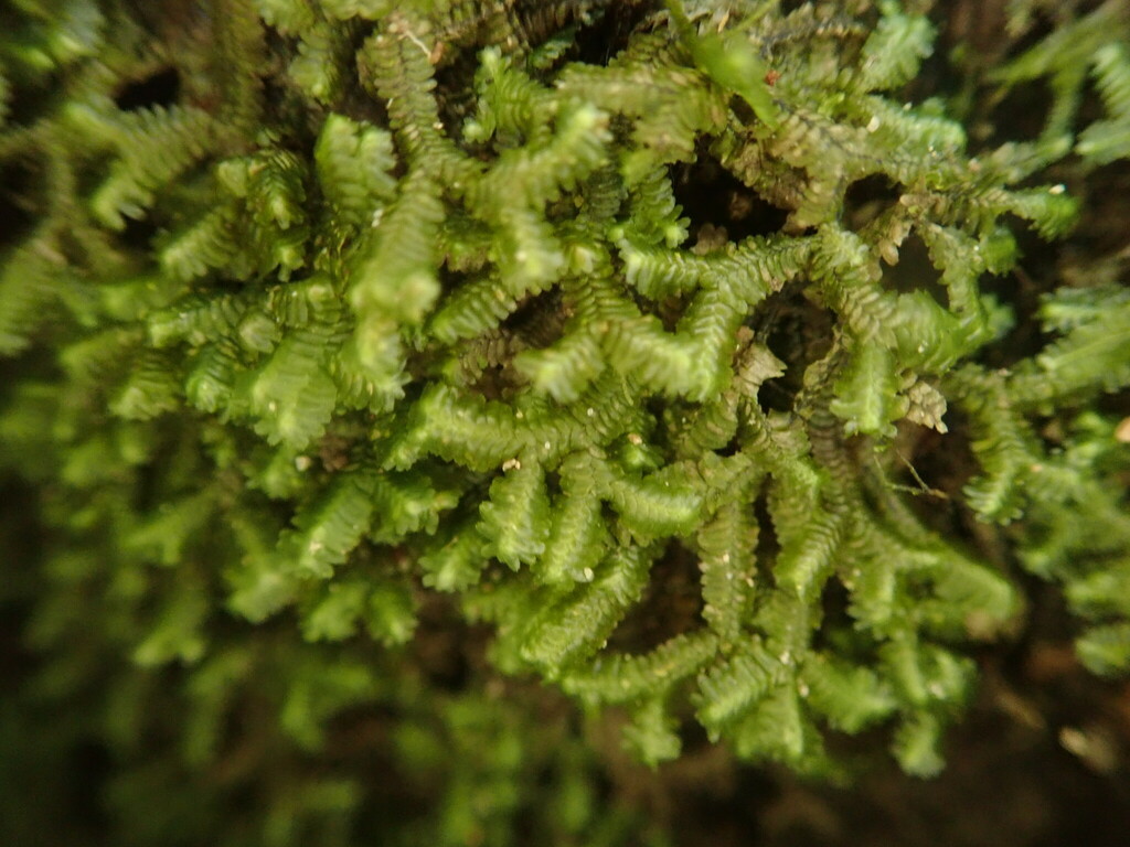 Bazzania japonica (Bazzania japonica)
