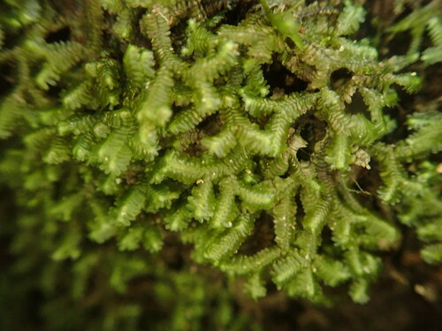 Bazzania japonica