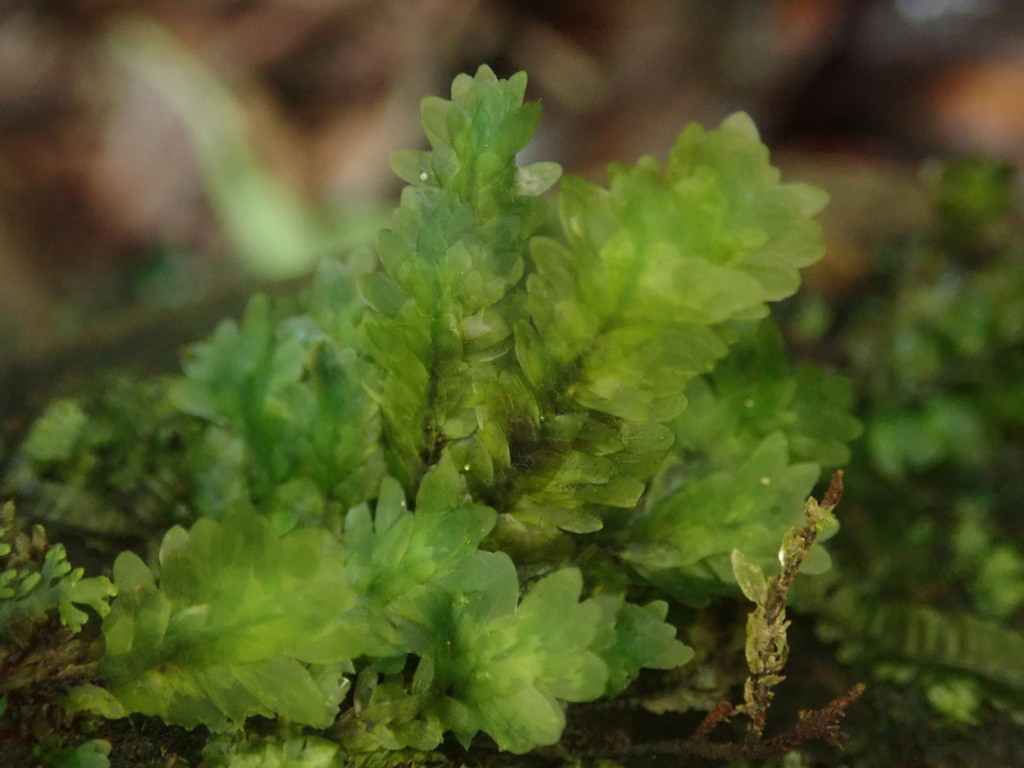 Distichophyllum osterwaldii (Distichophyllum osterwaldii)