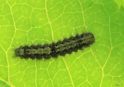 Buff Footman