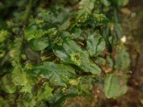 Pallavicinia levieri