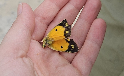 Clouded Yellow