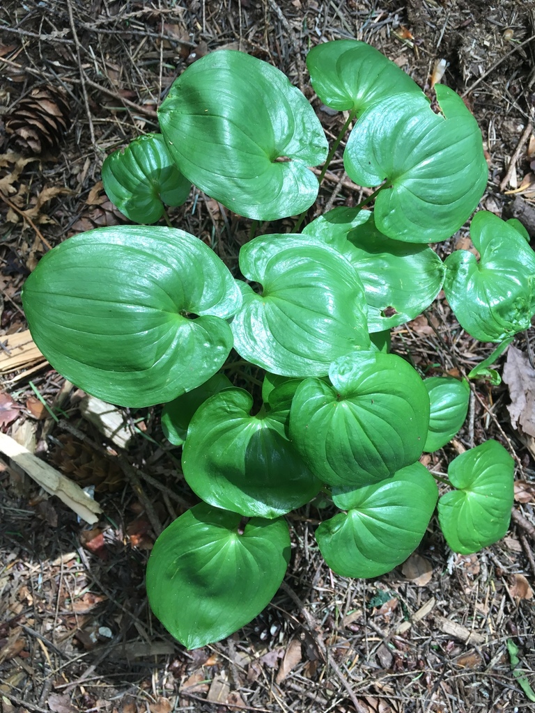 European lily of the valley (Convallaria majalis) · iNaturalist