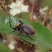 Heterogomphus hirtus - Photo (c) Will Chatfield-Taylor, todos los derechos reservados, subido por Will Chatfield-Taylor