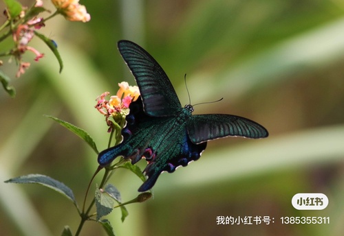 Chinese Peacock Swallowtail