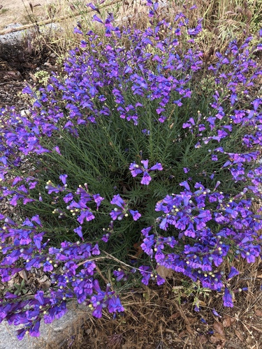 Penstemon heterophyllus