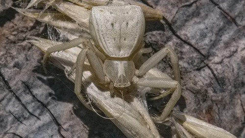 Uraarachne runcinioides · iNaturalist