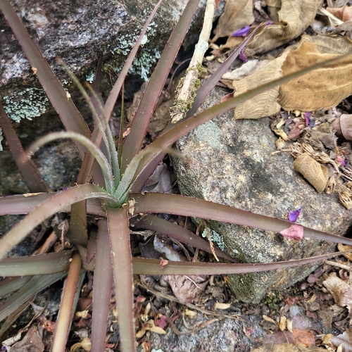 Orthophytum boudetianum