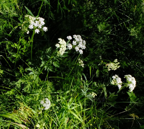 Gray's Lovage (Ligusticum grayi) · iNaturalist