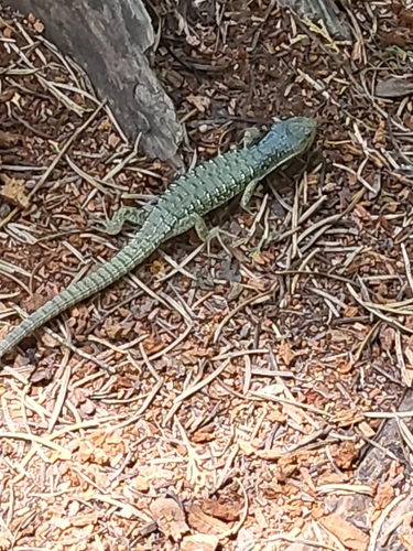 iNaturalist observation photo of Northern Alligator Lizard