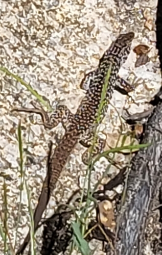 iNaturalist observation photo of Western Whiptail