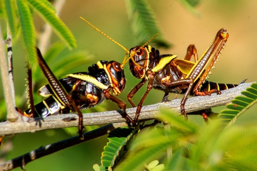Violet-winged Grasshopper