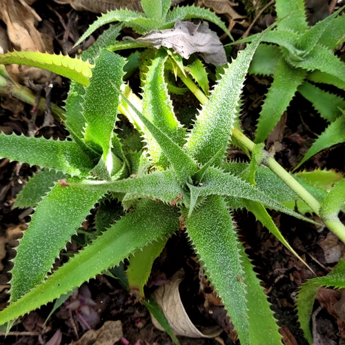 Orthophytum leprosum (Orthophytum leprosum)