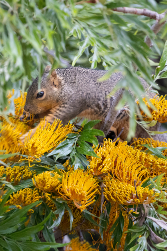 iNaturalist observation photo of Eastern Fox Squirrel