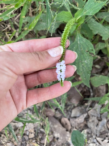 Indian Heliotrope