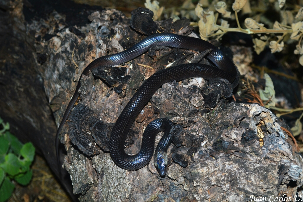 Cobra-preta (Pseudoboa nigra) · BioDiversity4All