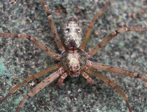 Philodromus rufus nuotrauka