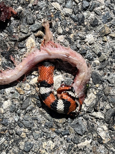 iNaturalist observation photo of California Mountain Kingsnake