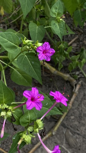 marvel of Peru