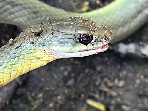 iNaturalist observation photo of North American Racer