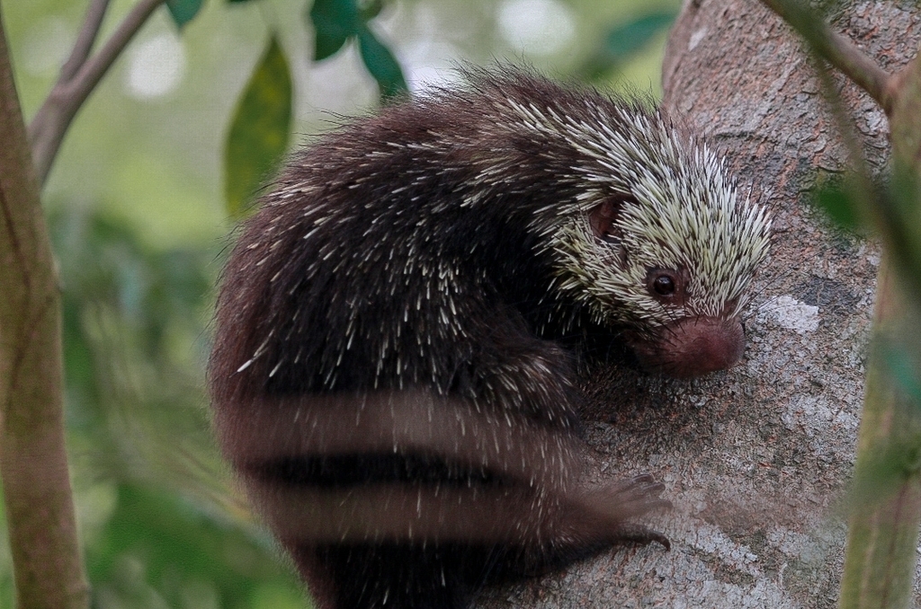 Mexican Hairy Dwarf Porcupine from 24205 Camp., México on May 17, 2024 ...