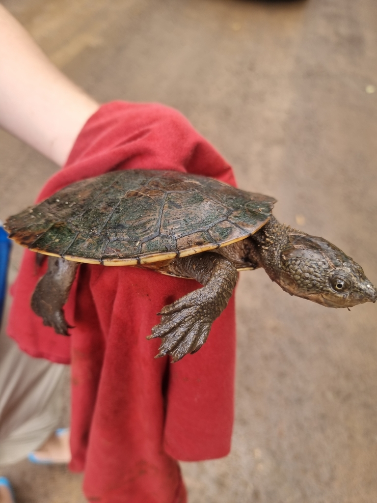 Eastern Saw-shelled Turtle from Danbulla QLD 4872, Australia on May 16 ...