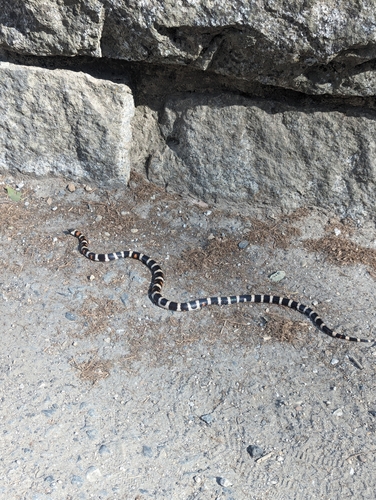 iNaturalist observation photo of California Mountain Kingsnake