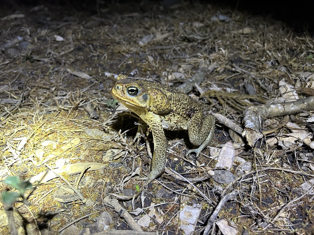 사탕수수두꺼비 from Grenada, Grenada, GD on 2024년 05월 21일... by blueshark978 · iNaturalist 사탕수수두꺼비 (Rhinella marina)
