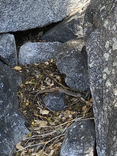 iNaturalist observation photo of Southern Alligator Lizard