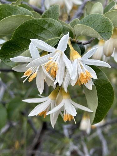 California Snowdrop Bush