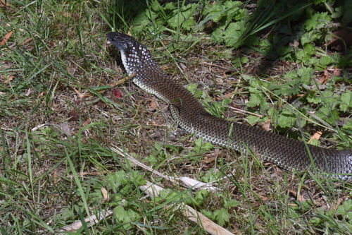 Tiger Snake sighting