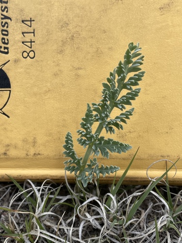 mountain springparsley