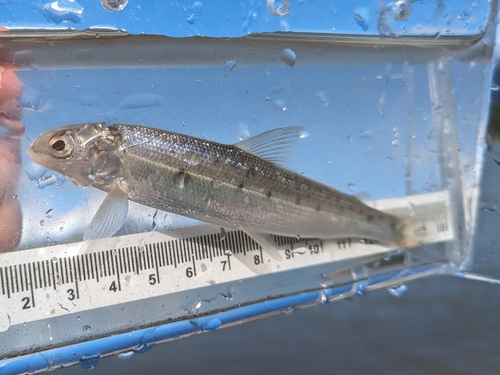 Round Whitefish