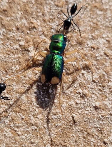 Eurasian Metallic Tiger Beetle