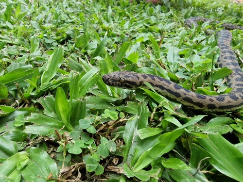 Spotted Python sighting