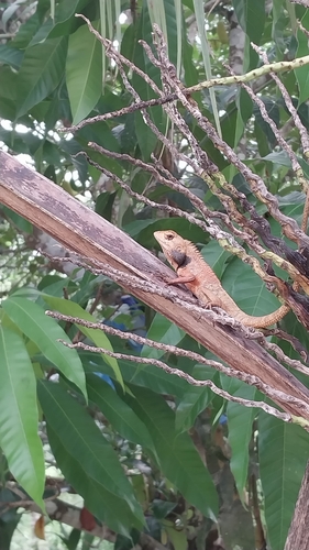 Thai Garden Lizard