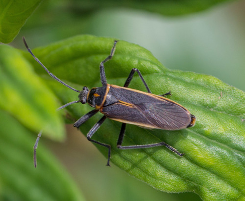 Stenomacra marginella