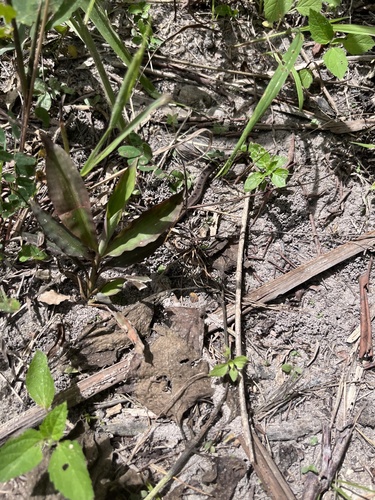 Spotted Night Adder