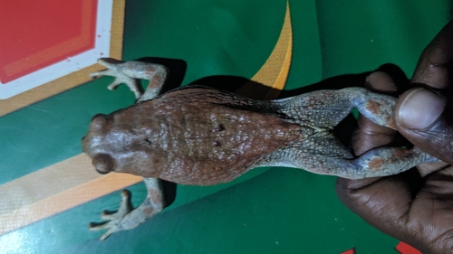 African Red Toad
